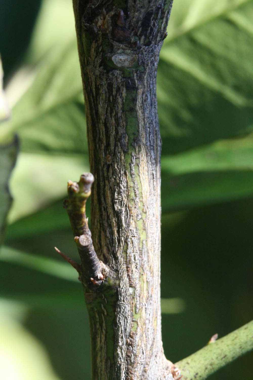              Second - third year twig (Riverside, CA)       